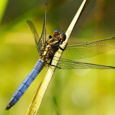 Апартаменты Janischs Im Spreewald, Terrasse, Grosser Garten Und Blick Inklusive *