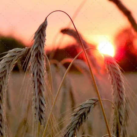 Janischs Im Spreewald, Terrasse, Grosser Garten Und Blick Inklusive Апартаменты *