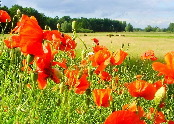Janischs Im Spreewald, Terrasse, Grosser Garten Und Blick Inklusive アパート Unterspreewald